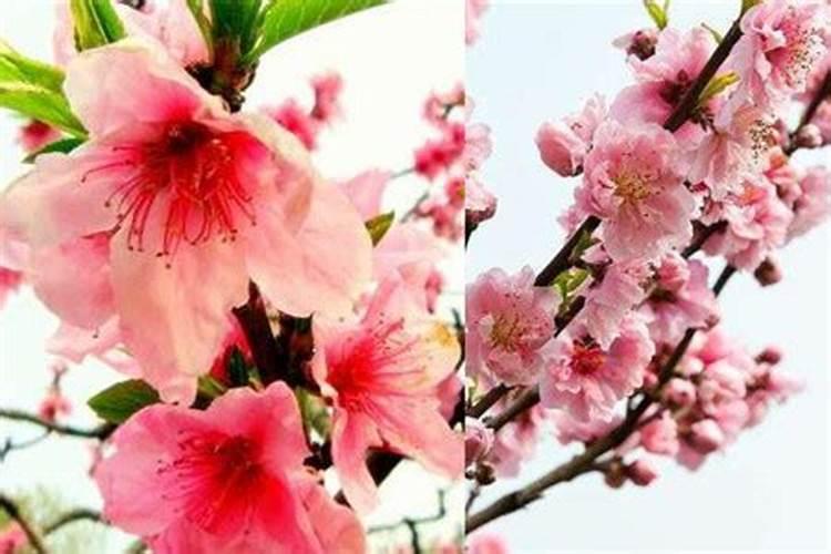 怎么化解桃花劫
