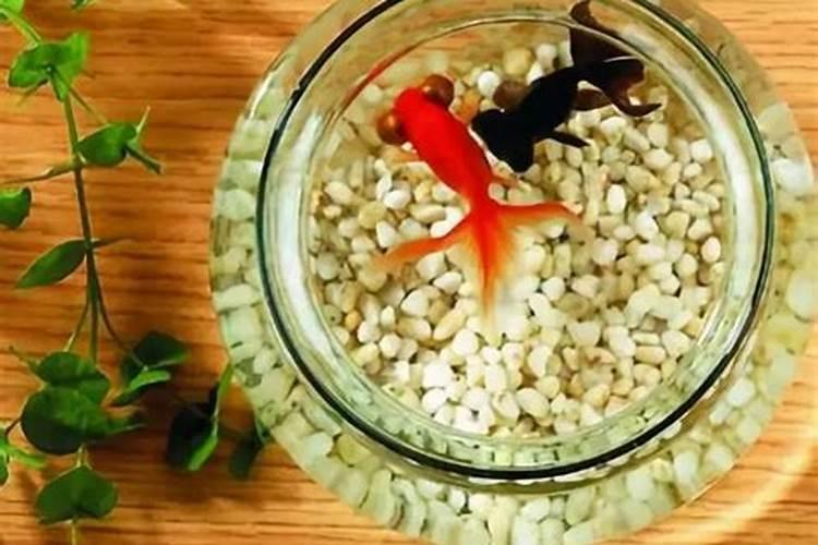 请问风水大师 我的生辰八字适合养鱼吗？