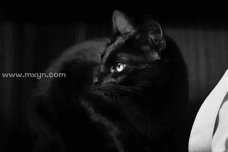 梦见黑猫是仙家托梦