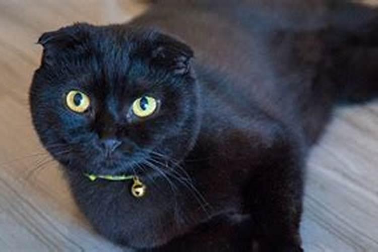 梦到大黑猫是什么意思