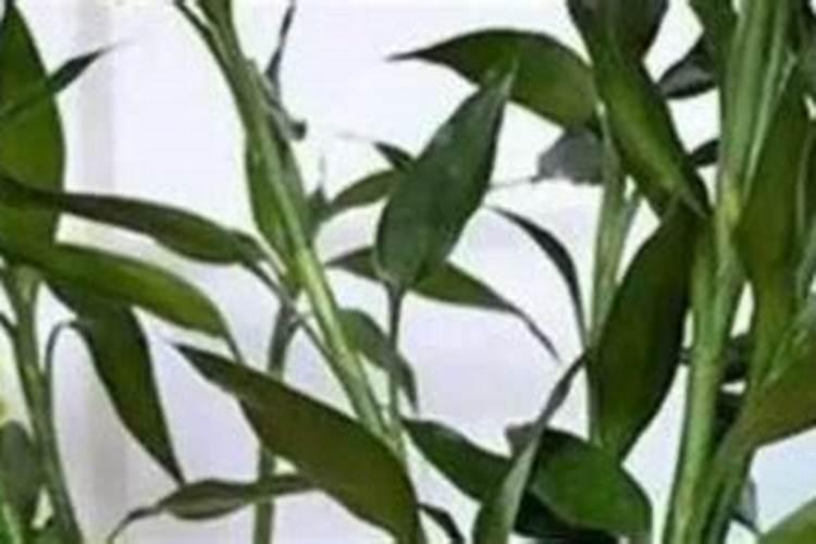 破产资产收购要注意什么问题