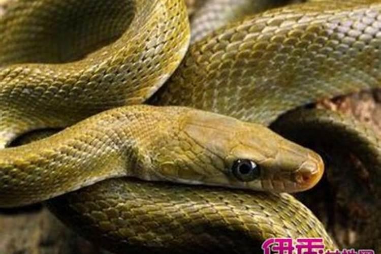 梦见亲人被蛇咬是什么意思 梦到亲人被蛇咬预示着什么