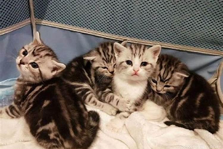 梦见猫生了一窝小猫