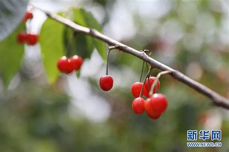 河南的元宵节风俗传统