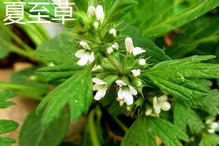 中国有有多少个民族过清明节