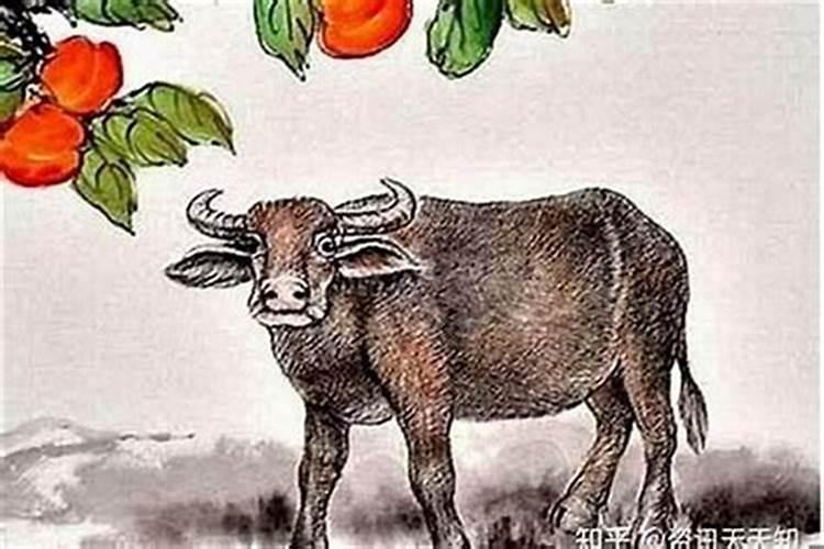 兔年出生的人命运,属兔的命运
