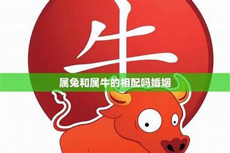 97年的属牛和99年的属兔合不合？