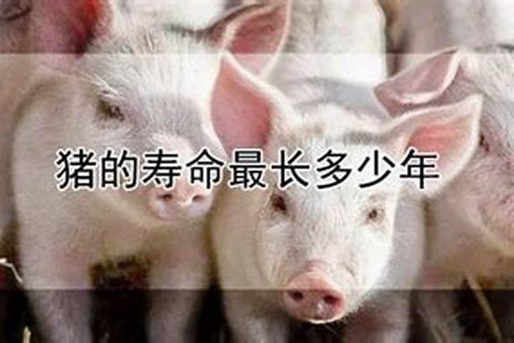 梦见狗咬我是什么预兆周公