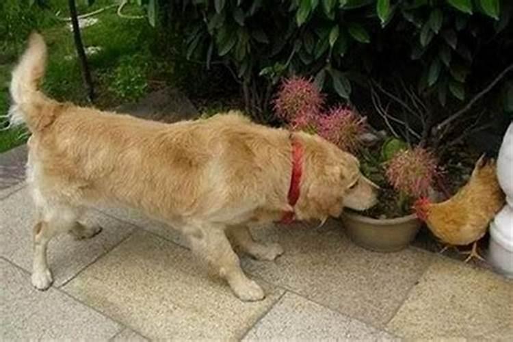 金鸡玉犬难逃避,合婚双份不可迁,多灾多难