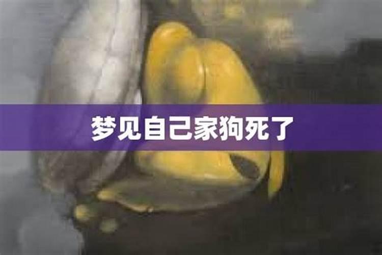 女人梦见狗很听话
