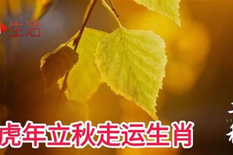 2022年立秋出生的虎宝宝寓意 今年立秋生的秋老虎寓意？