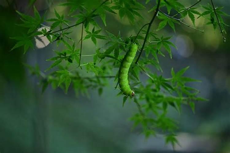 龙虎山天师府收徒？皈依传度是什么？