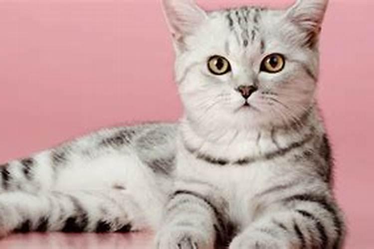 梦见死猫什么征兆
