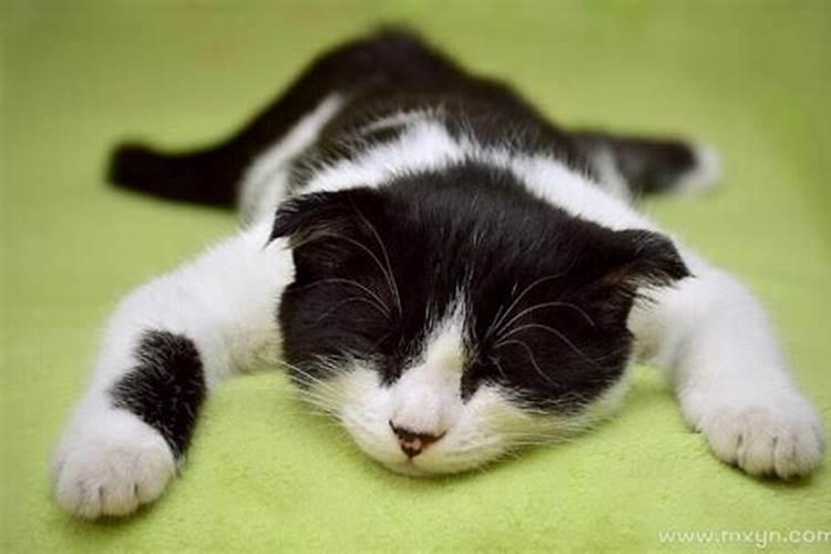 梦见死猫什么征兆
