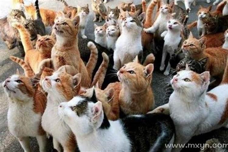 梦见死猫什么征兆的预兆