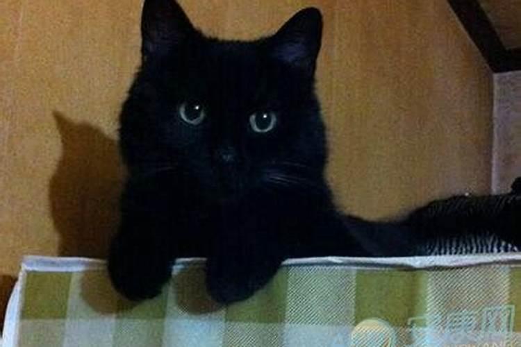 梦见死猫是什么预兆 女性