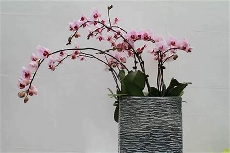 什么植物风水最旺人