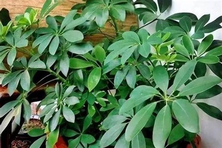 什么花可以带来好运气  给家里带来好运的花卉