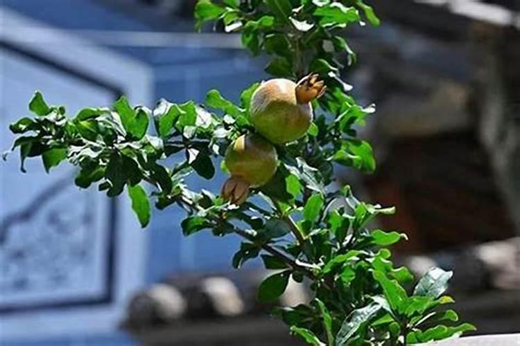 阖家团圆,共赏明月—幼儿园中秋节趣味活动方案【三套】