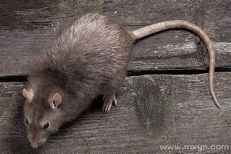 冬至南方吃什么风俗食物好