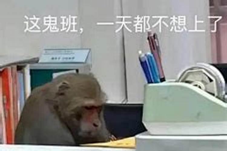 2025年有哪些属相犯太岁