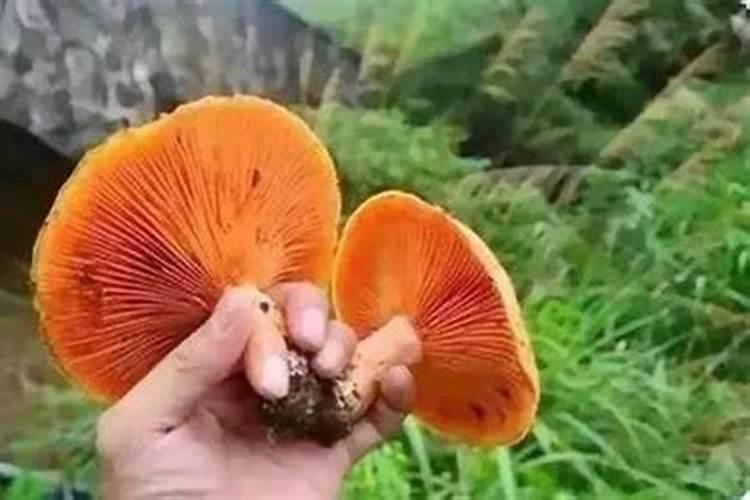 女人梦见自己采蘑菇有什么预兆