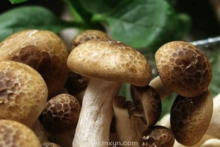 梦到采蘑菇