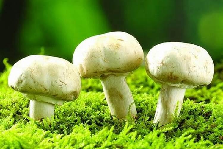 梦到采蘑菇 梦到采蘑菇是什么预兆