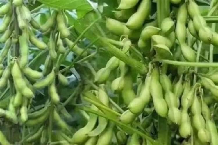 八月十五供奉红枣和毛豆代表什么意思