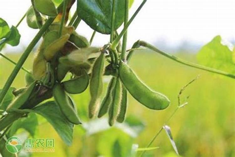 八月十五中秋节,4菜不上桌,福气不进门,指哪4菜？老传统别忘了百度知...