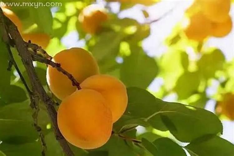 属鸡犯太岁的年份