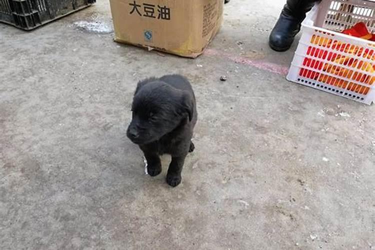 什么八字排盘软件最准。