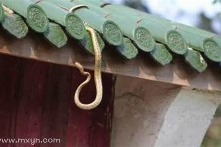 梦见被牛追赶攻击