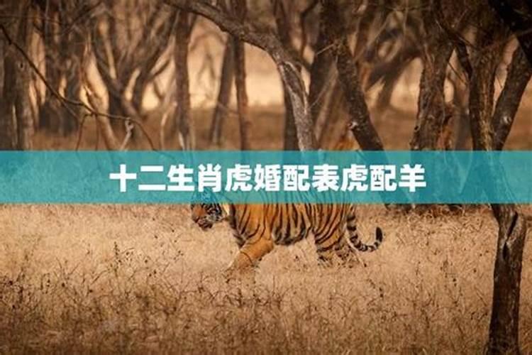 虎和羊的属相适合做夫妻吗
