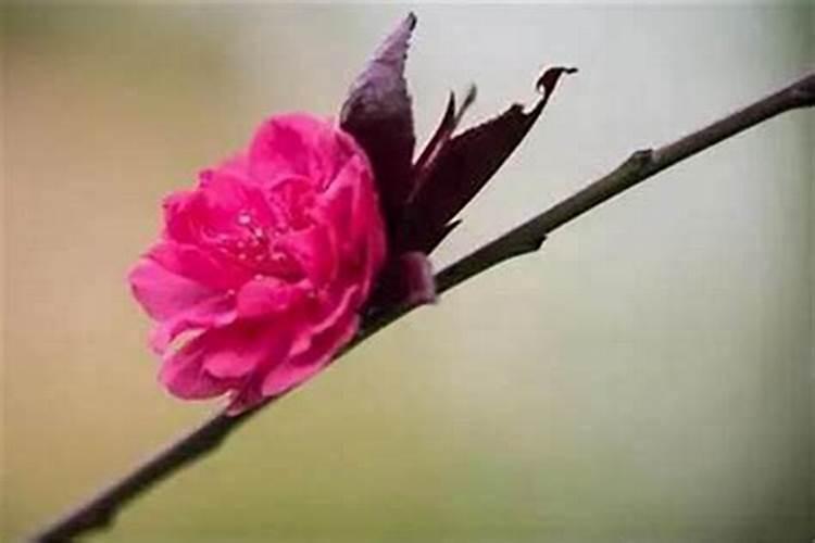 立夏的风俗 立夏有什么风俗