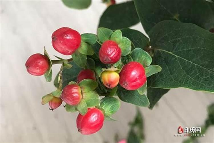 77年属蛇的跟91年属羊的可以结婚吗