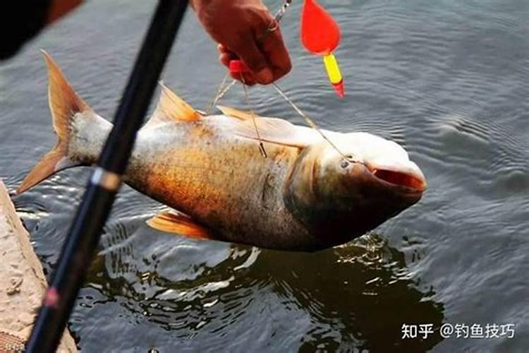 梦见有人从树上摔死的预兆