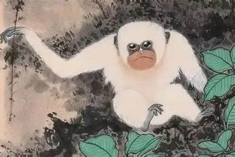 属猴和属猴相克还是相宜？两者结合旺事业财运？