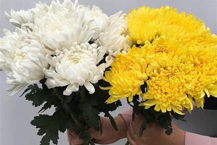 清明花开什么花最旺
