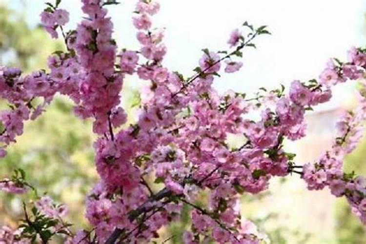老公命中犯桃花怎么办