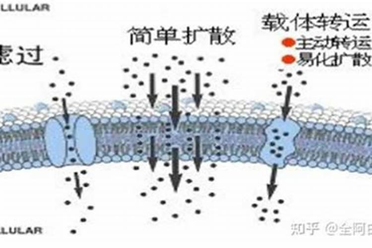 重阳节都有哪些风俗