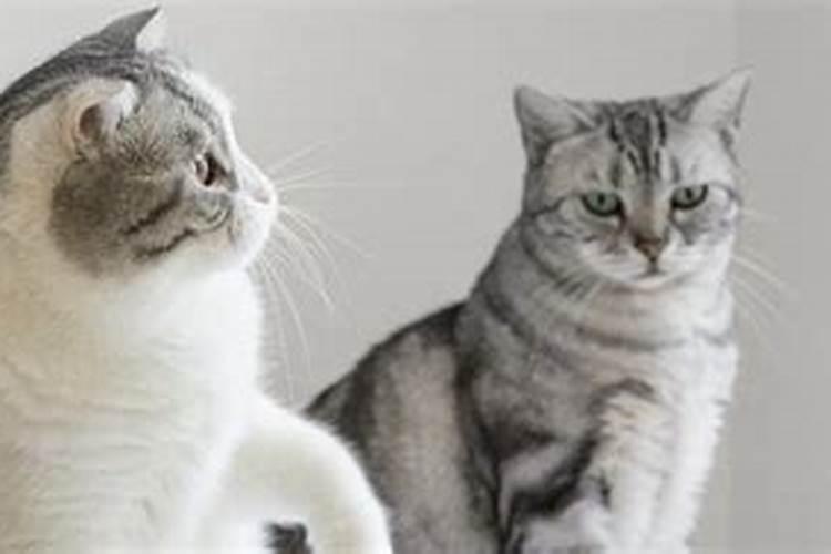 梦见两只猫是什么预兆