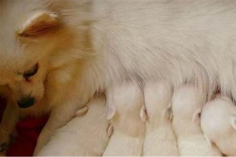 梦到狗狗生小狗狗是什么意思