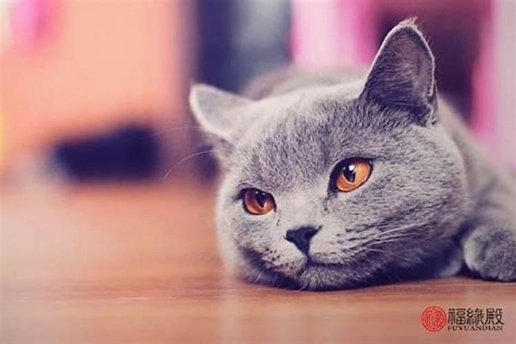 黑猫来家里有什么预兆