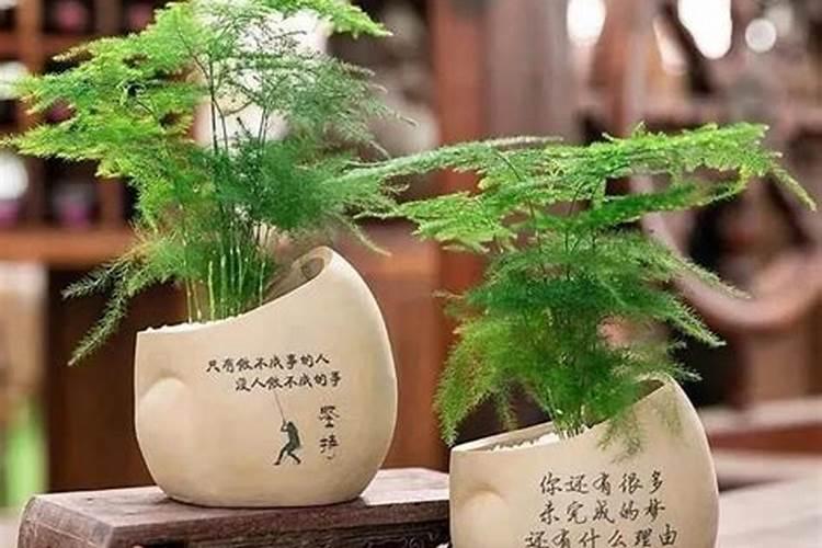 儿童房卧室可以放什么绿植