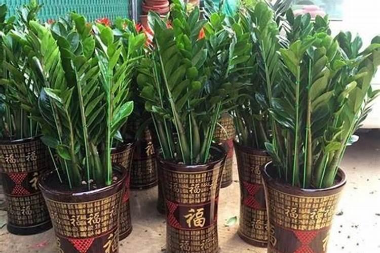 儿童卧室能放什么植物