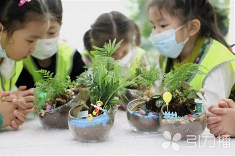 儿童房适合养什么植物