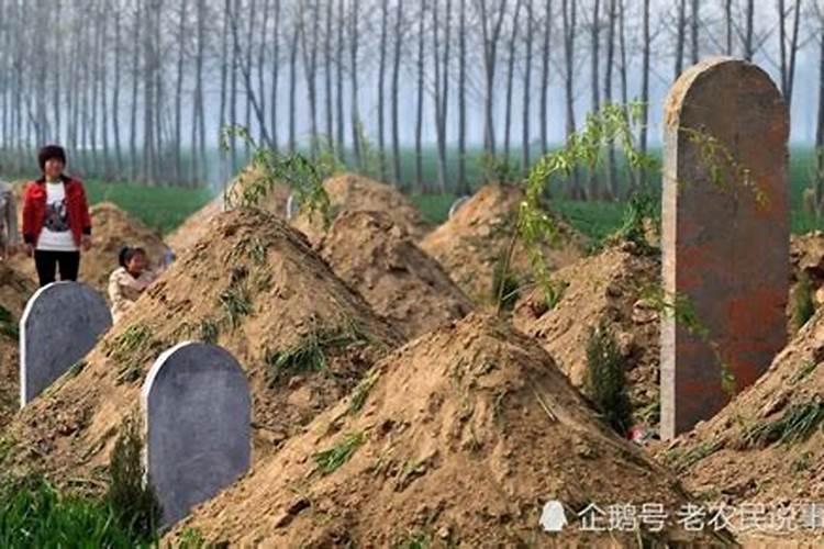 迁坟之后,往墓穴里放一个红萝卜啥意思