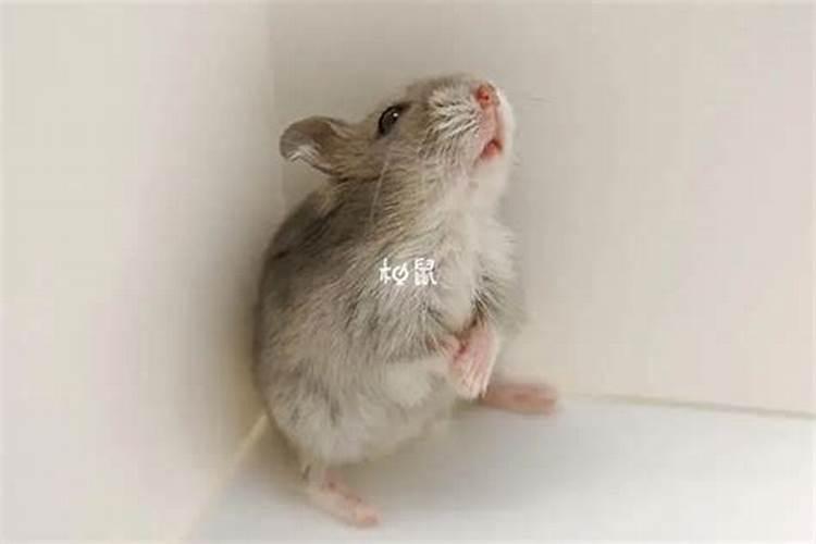 怀孕梦见老鼠会生女宝吗
