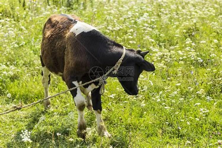 命数解析农历腊月十七出生是什么命哪个时辰出生好？